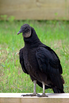 Eurasian Black Vulture